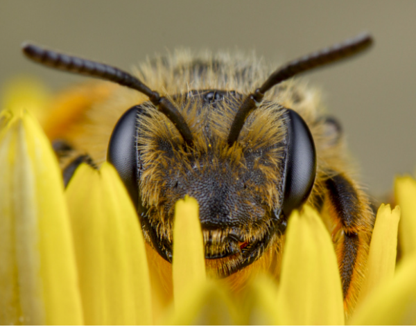 Image for event: 5 Simple Ways to Support Native Pollinators