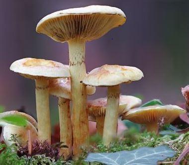 Image for event: Introduction to Fall Mushroom Hunting 