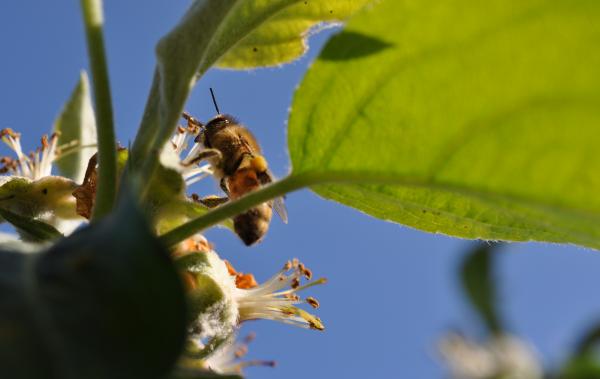 Image for event: All About Honey Bees!