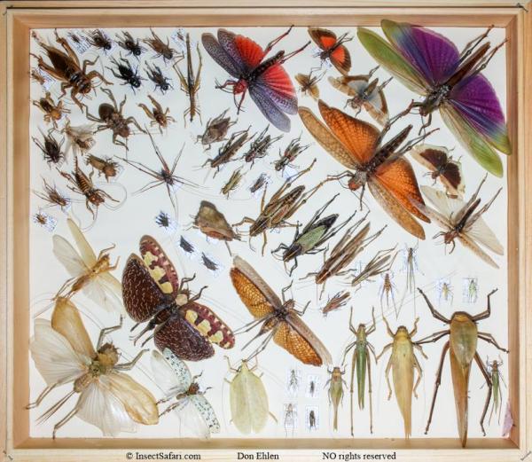Image for event: Insect Safari