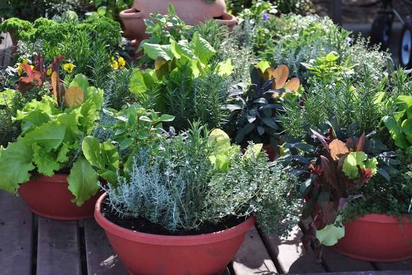 Image for event: Container Vegetable Gardening