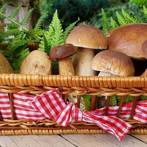 Image for event: Introduction to Spring Mushroom Hunting 