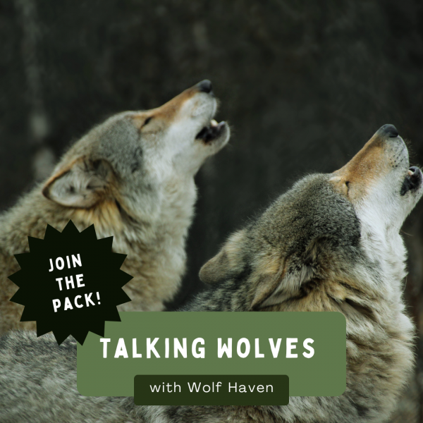 Image for event: Virtual Wolf Haven Talk