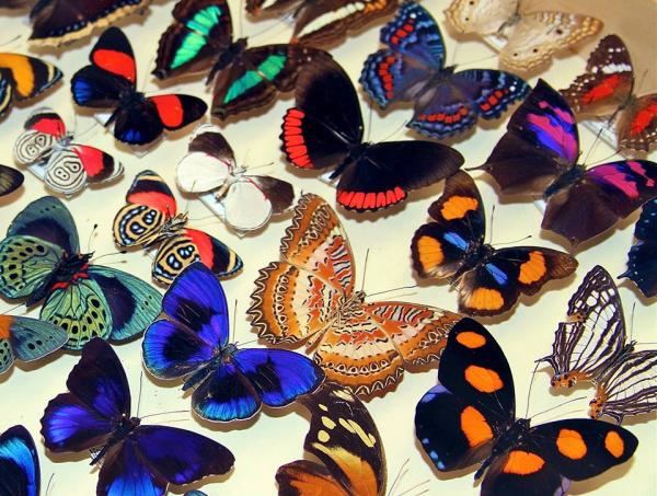 Image for event: Insect Safari with Don Ehlen