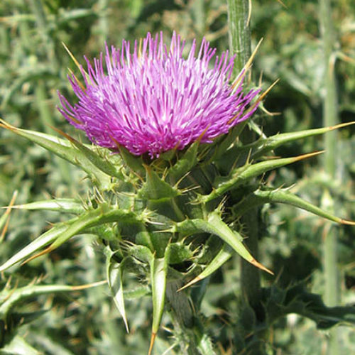 Image for event: Know Your Noxious Weeds! 