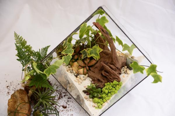 Image for event: Tea and Terrariums